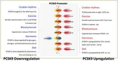 Proprotein convertase subtilisin/kexin type 9 deficiency in extrahepatic tissues: emerging considerations